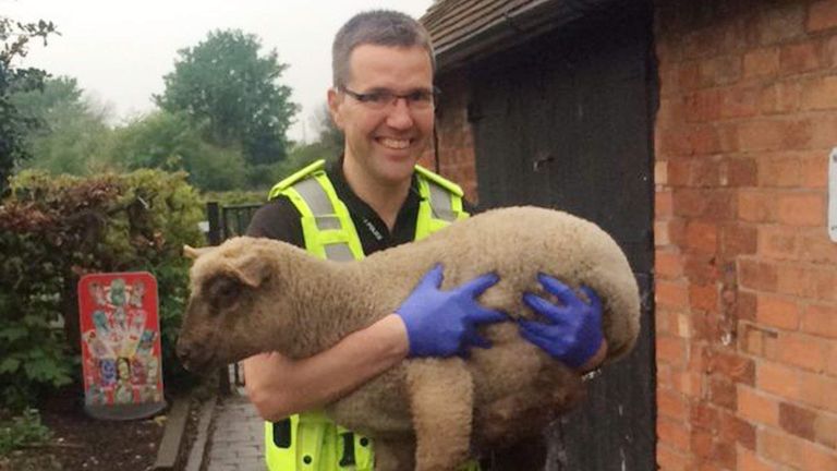 Police of Inspector Clive Baynton with one of three lambs