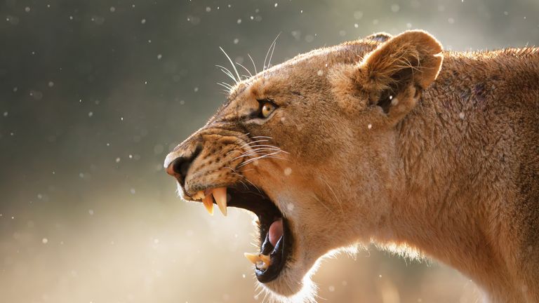 Lioness displays dangerous teeth during light rainstorm  - Kruger National Park - South Africa