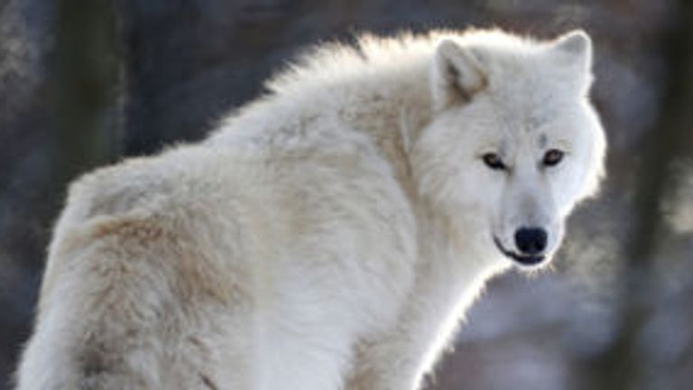 Arctic wolves stand in an enclosure at Wolfspark Werner Freund, in Merzig in the German province of Saarland January 24, 2013. German wolf researcher Werne