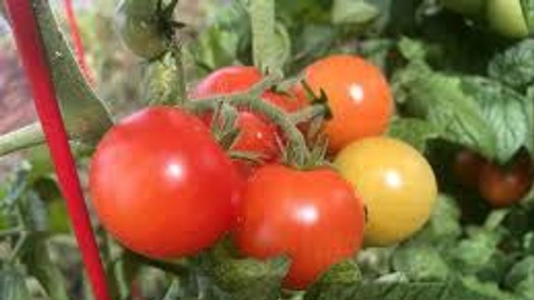 plant tomato